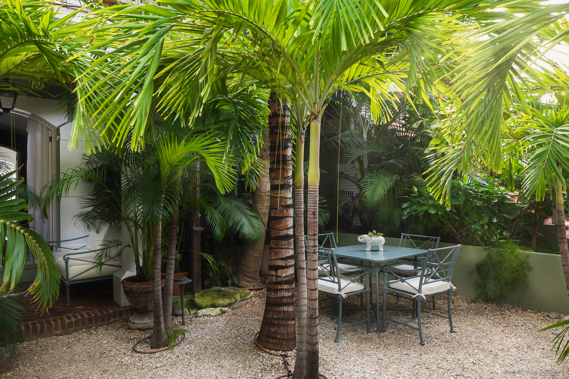 Hear - Botanist in Gustavia, St. Barthélemy