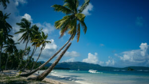 Leaning palm trees on a tropical beach with a boat in the turquoise water in St. Barts