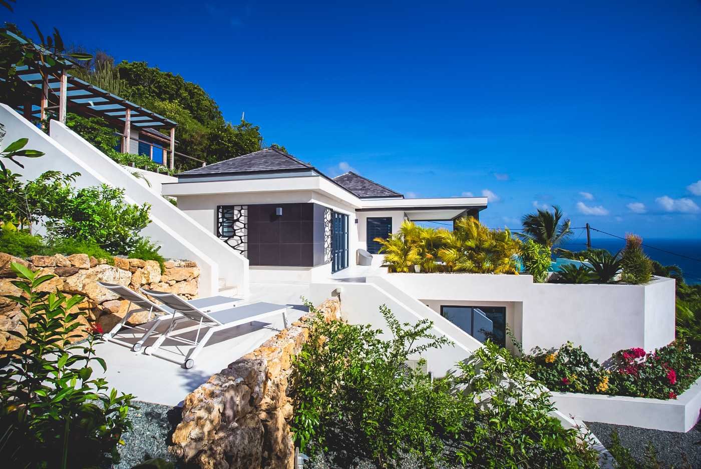 See - Rose Dog in Deve, St. Barthélemy