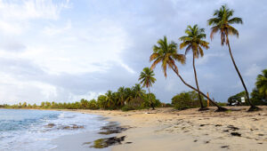 Sandy beach with palm trees under a cloudy sky and gentle ocean waves in Flamands