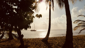 Sailboat at sunset viewed from a tropical beach with palm trees in St. Barts.