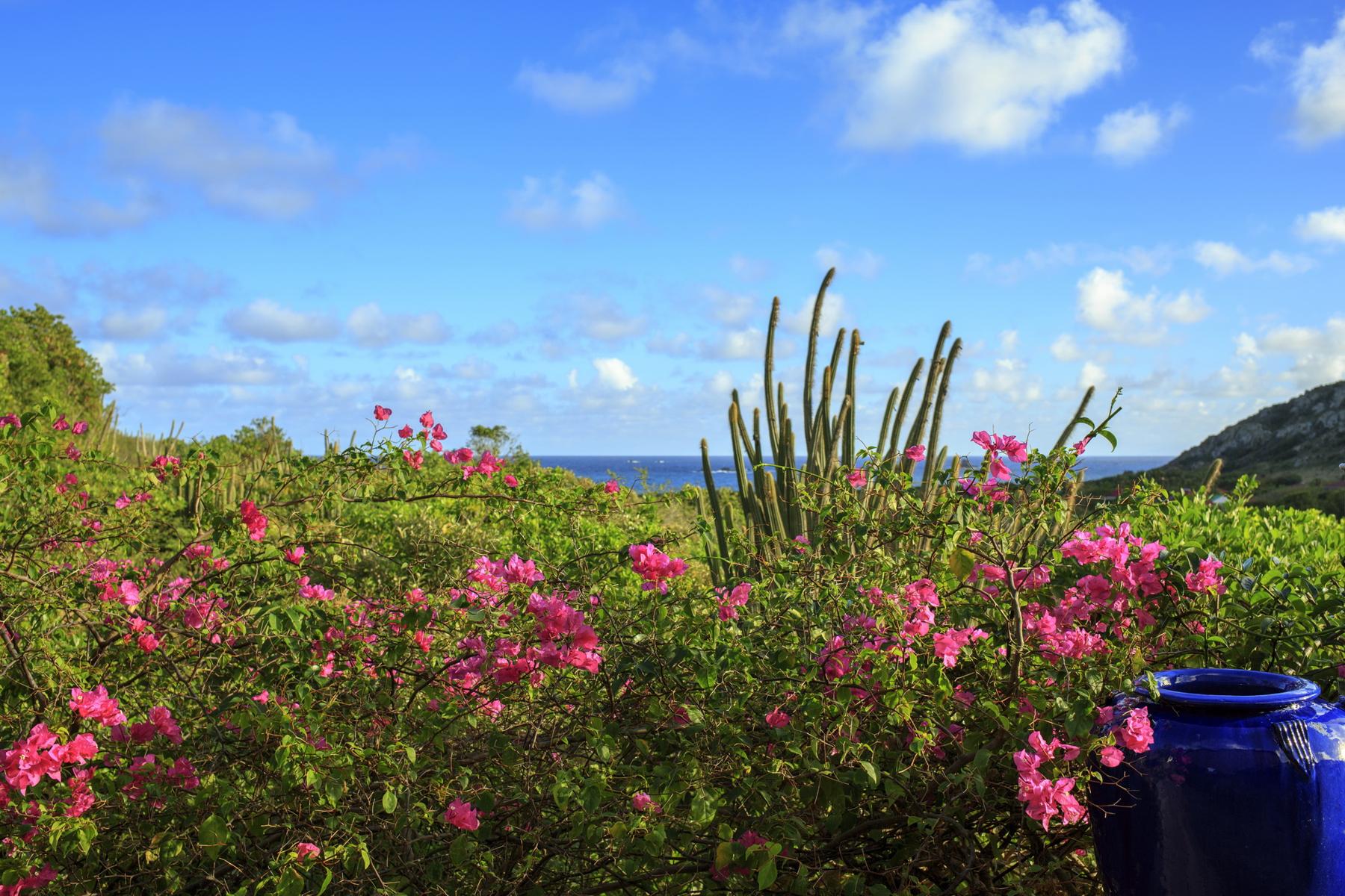 Smell - Apiano in Grand Fond, St. Barthélemy